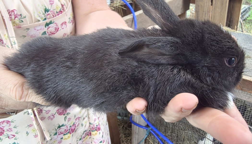 A small black rabbit gently cradled in the hands of a person wearing a floral dress.