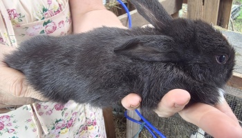 A small black rabbit gently cradled in the hands of a person wearing a floral dress.