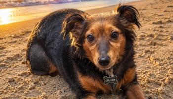 A small black and tan dog with a bone-shaped "CHUNKY" tag lies on a sandy beach at sunset.