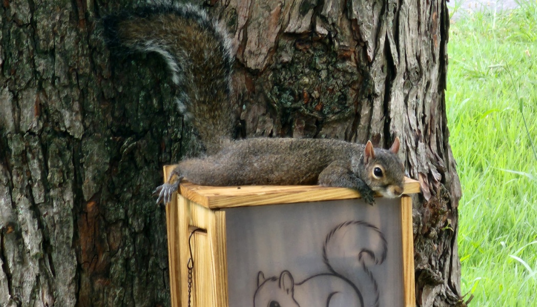 A gray squirrel splooting on top of a wooden squirrel feeder box mounted to a tree trunk.