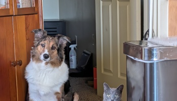 A fluffy brown and white shepherd dog sits next to a wooden cabinet as a grey cat peeks up from the floor.