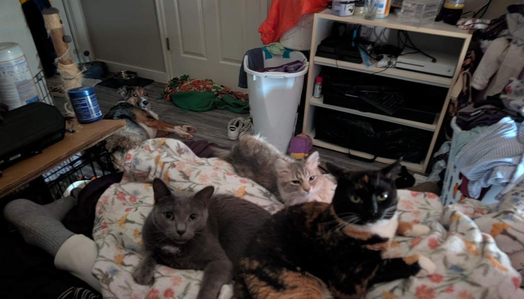 Three cats resting on a floral blanket while a dog lies on the floor in the background.
