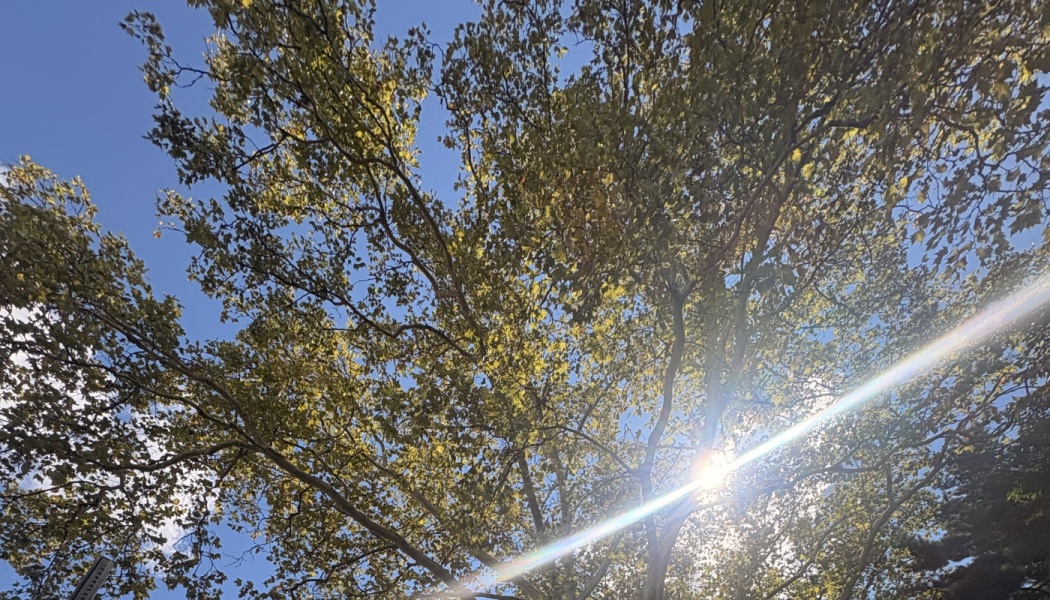 Sunlight shining through leafy tree branches against a clear blue sky, creating a bright diagonal lens flare.