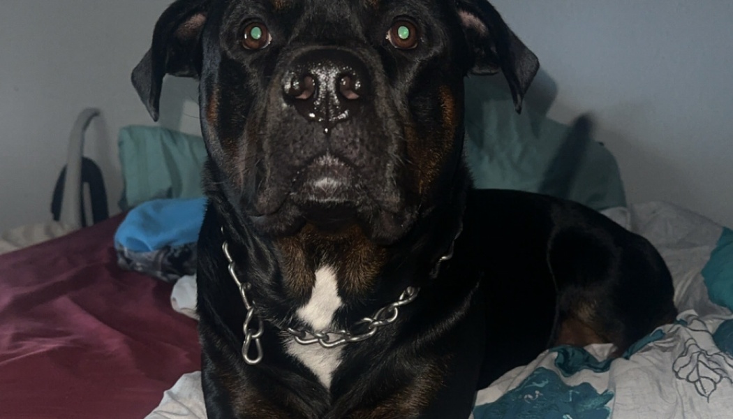 A large black and tan dog with a white patch on its chest and a silver chain collar lying on a bed.