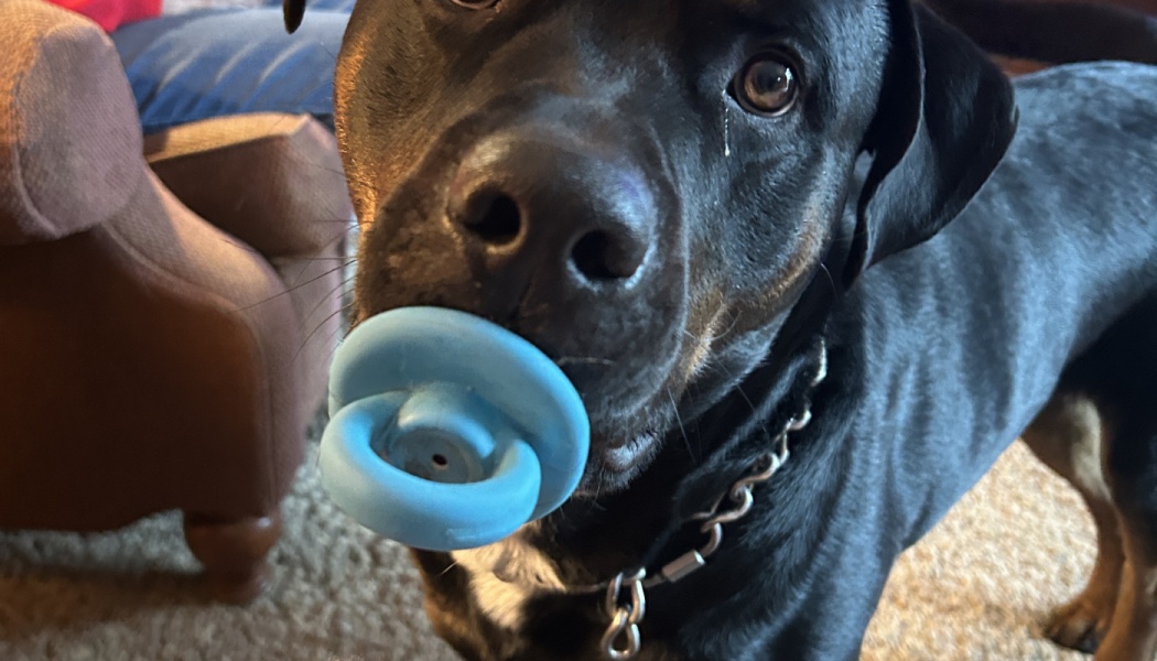 A black and tan dog holding a light blue pacifier toy in its mouth and looking at the camera.