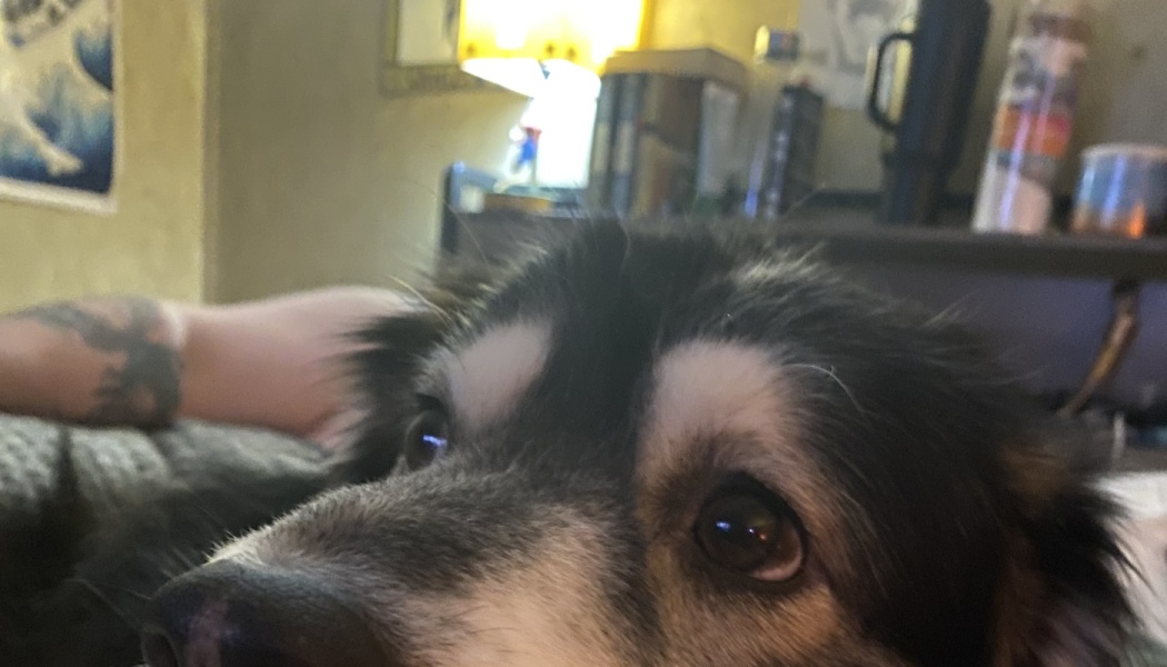 Close-up of a fluffy black and grey dog with white eyebrows looking up with expressive dark eyes.