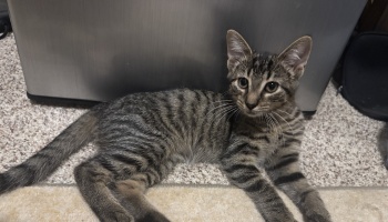 A small brown tabby kitten with dark stripes lies on a carpeted floor, looking attentively at the camera.
