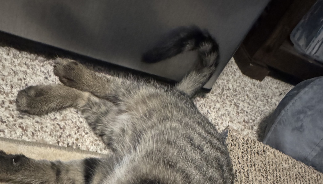 Grey tabby cat lying on a carpet with its fluffy tail curled and paws stretched out.
