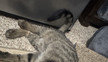 Grey tabby cat lying on a carpet with its fluffy tail curled and paws stretched out.