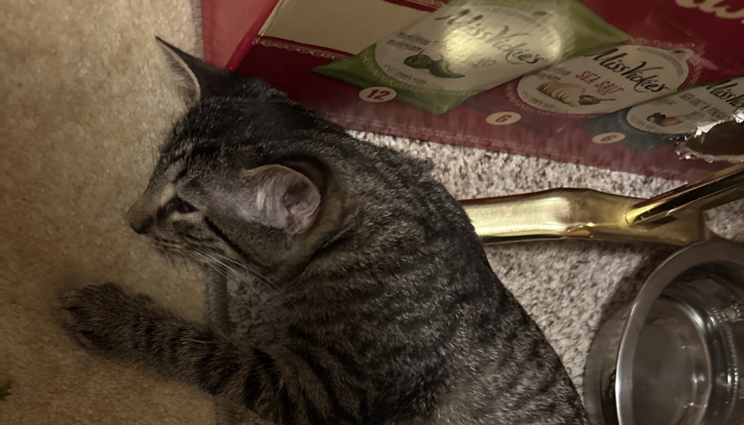A brown tabby kitten resting on carpet next to a box of potato chips.