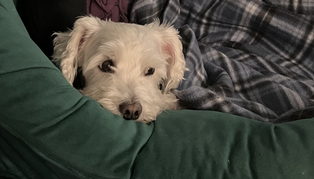 A small fluffy white dog resting its chin on a green cushion, snuggled under a blue plaid blanket.