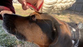 A person with red glasses rests their forehead against a brown dog's head in a tender moment outdoors.