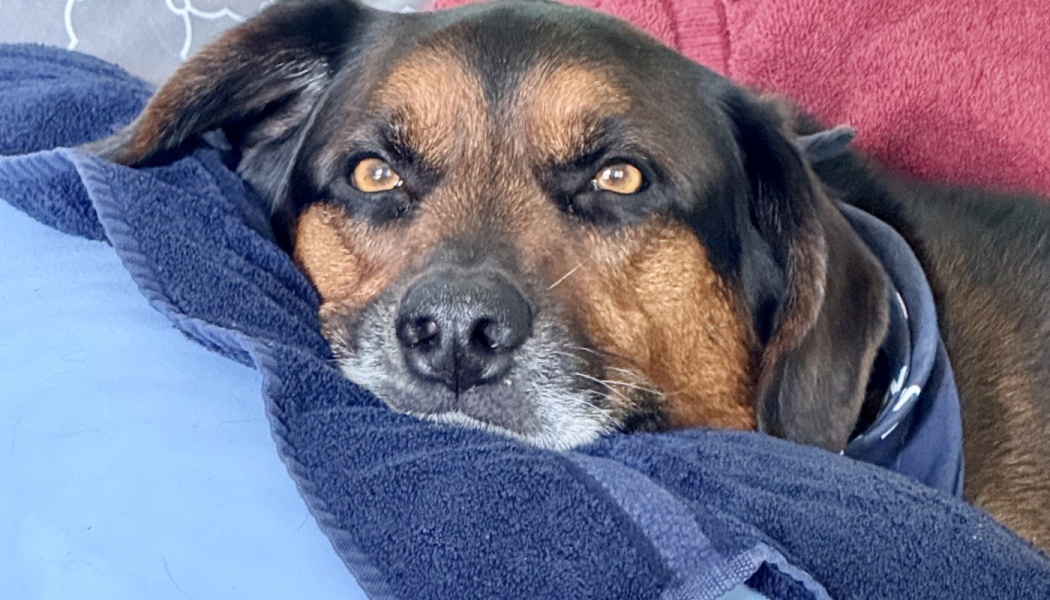 Close-up of a black and tan dog with warm amber eyes resting its head on a cozy blue towel.