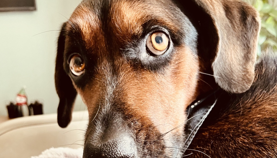 Close-up of a brown and black dog looking at the camera with wide, soulful brown eyes.