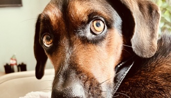 Close-up of a brown and black dog looking at the camera with wide, soulful brown eyes.