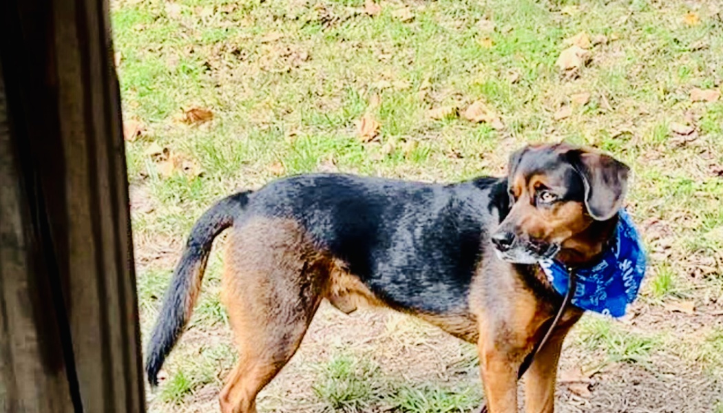 A black and tan dog wearing a blue bandana stands outdoors in a grassy yard, looking off to the side.