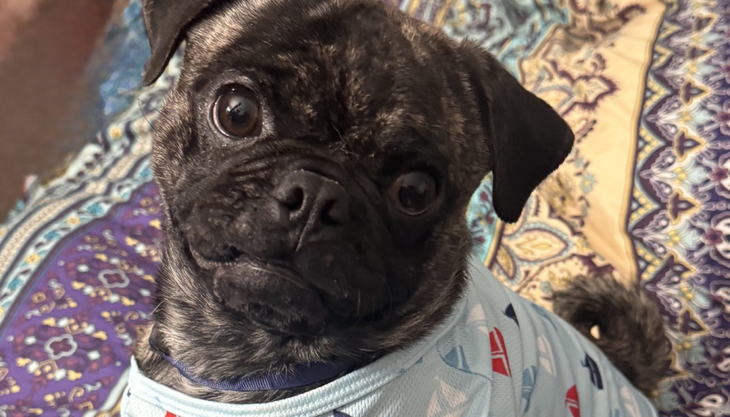 A small brindle pug wearing light blue patterned pajamas looks up at the camera with wide dark eyes.