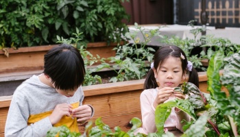 Two young children carefully inspecting leafy greens growing in wooden raised garden beds.