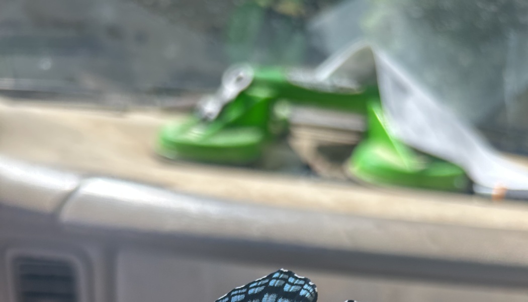 A patterned butterfly wing in the foreground with a blurry green glass suction cup tool on a car dashboard.