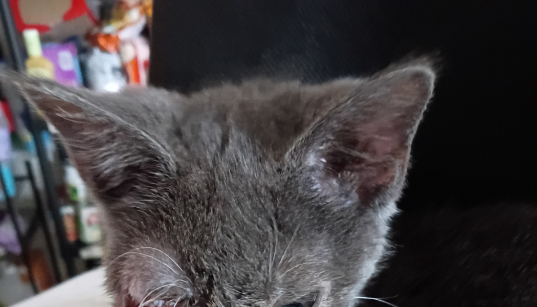 A small grey kitten with a severely swollen, infected eye.