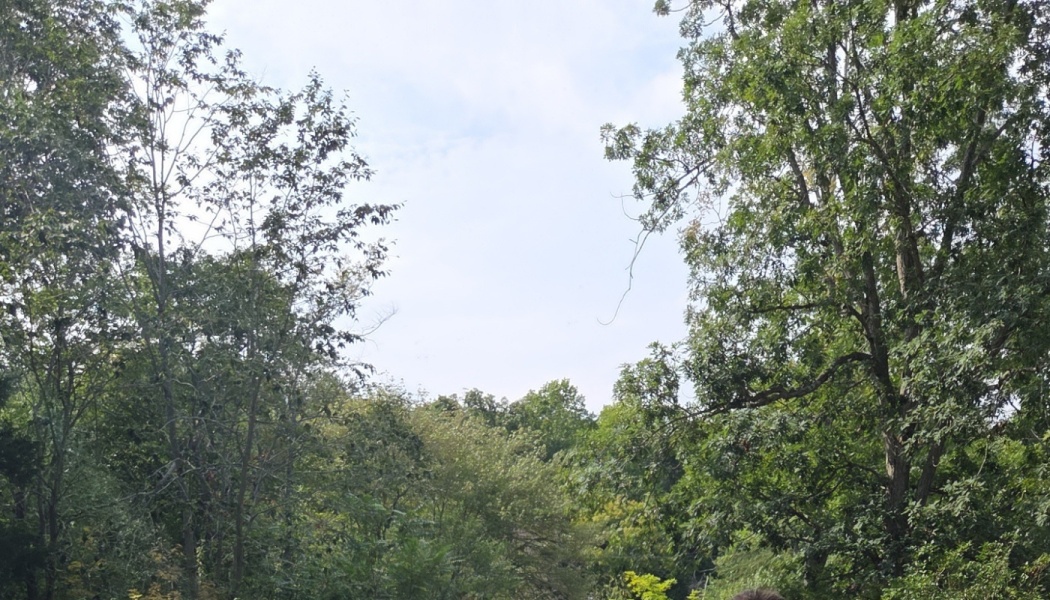 Lush green forest canopy with tall leafy trees framing a bright sky.