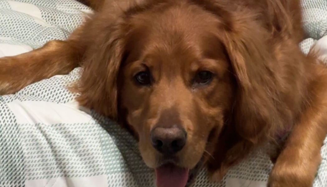 A golden retriever lies on a patterned blanket, looking at the camera with its tongue slightly sticking out.