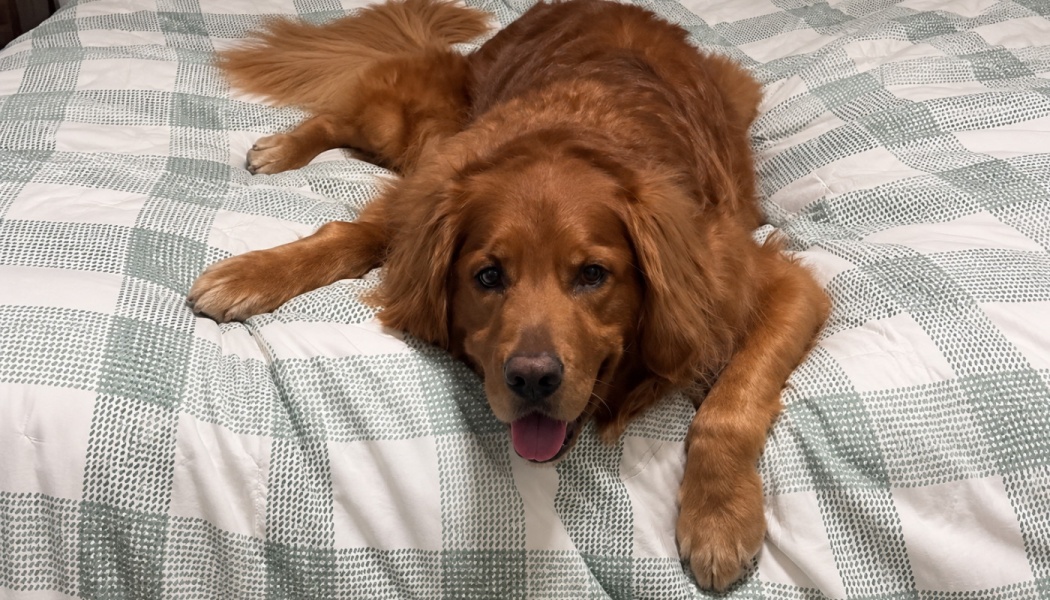 A reddish golden retriever lies on a green plaid bedspread, smiling at the camera.