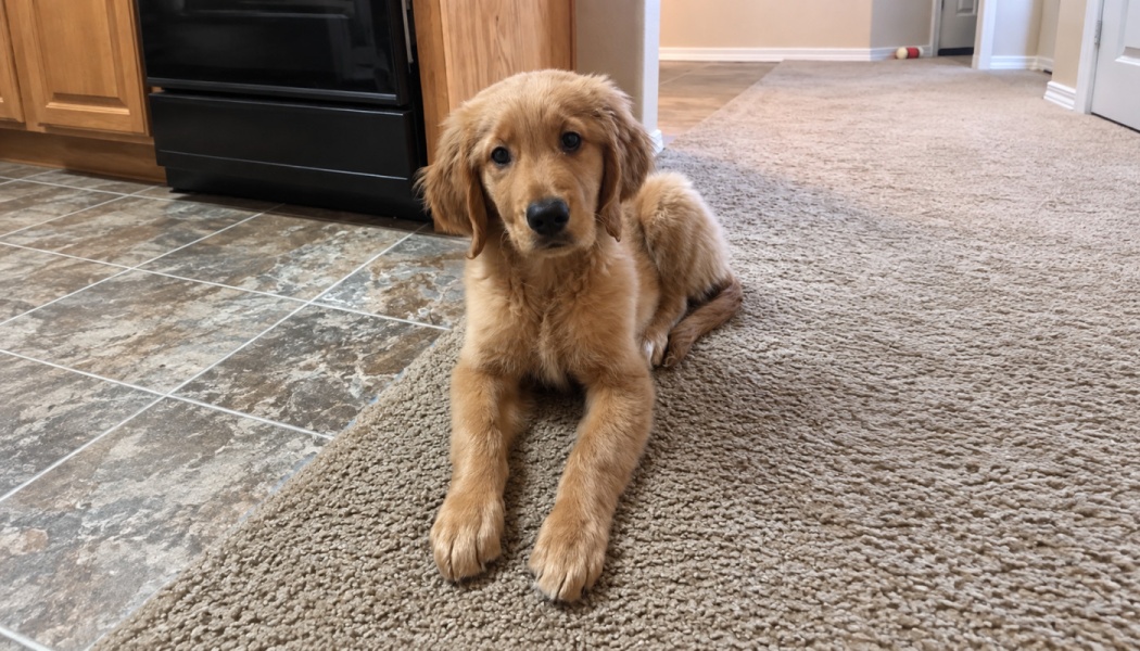 A golden retriever puppy lying on a carpet near a tiled floor, looking directly at the camera.