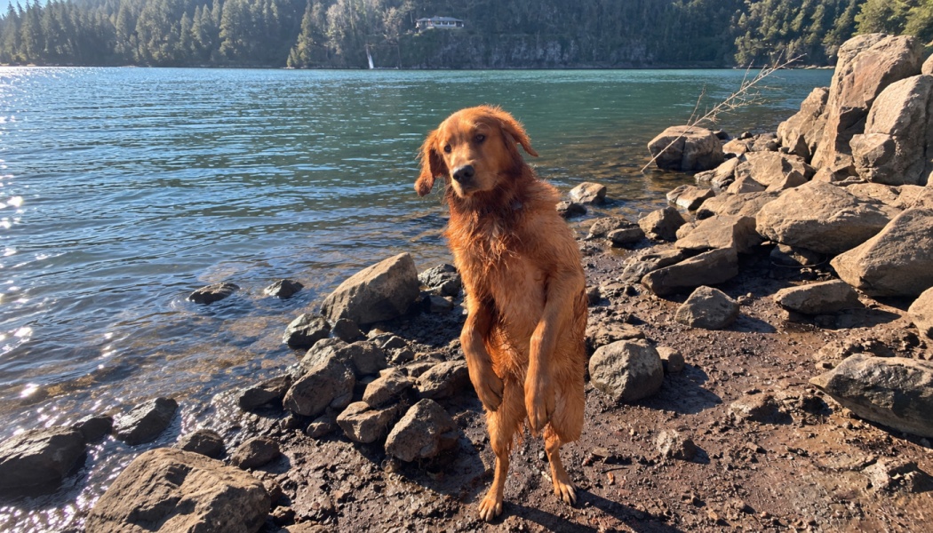 A wet golden retriever standing on its hind legs on a rocky shore beside a sunny lake.
