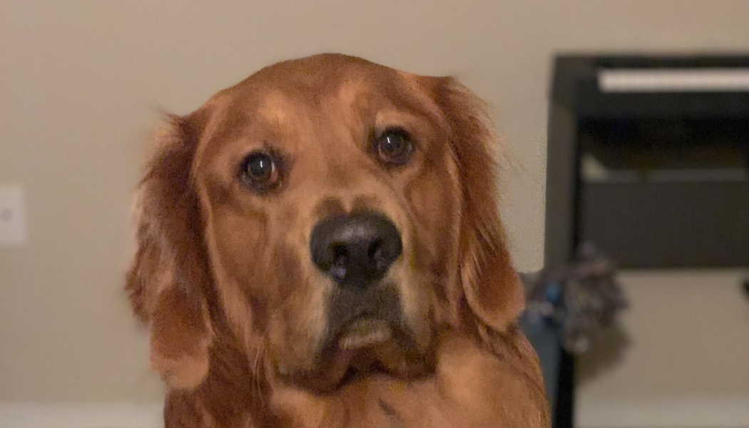 Close-up portrait of a golden retriever with soulful dark eyes looking directly at the camera.