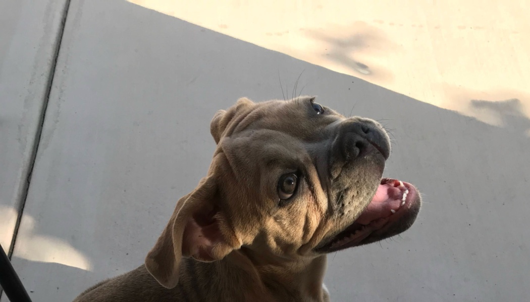 A tan puppy looking up with a tilted head and happy, open-mouthed expression.