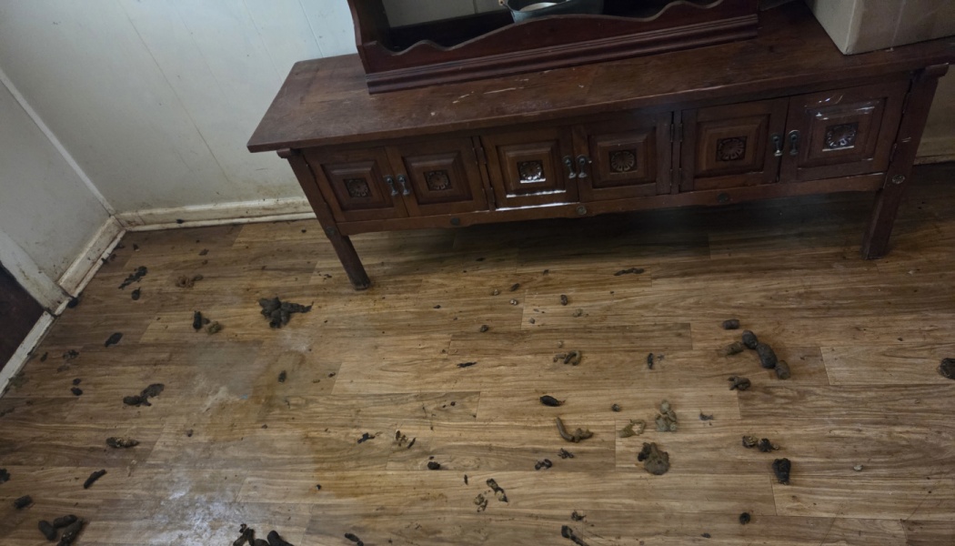 Piles of animal feces scattered across a stained wood-look floor below a brown wooden cabinet.