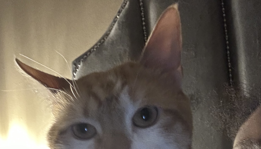 Close-up of a curious ginger cat peeking up with large perked ears and wide eyes.