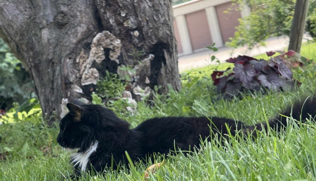 A fluffy black cat with a white chest patch resting in green grass beside a large tree trunk.