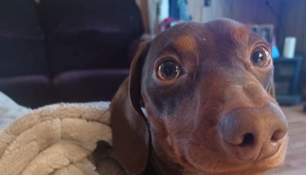 Close-up of a brown and tan dachshund with large, expressive eyes wrapped in a soft blanket.