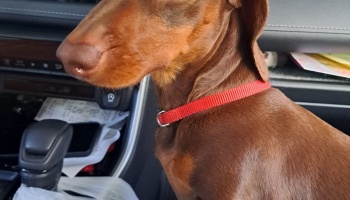 Close-up profile of a brown dachshund wearing a red collar inside a car.