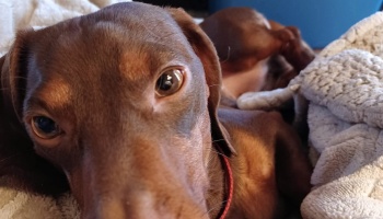 Close-up of a brown dachshund with expressive eyes lying wrapped in soft blankets.