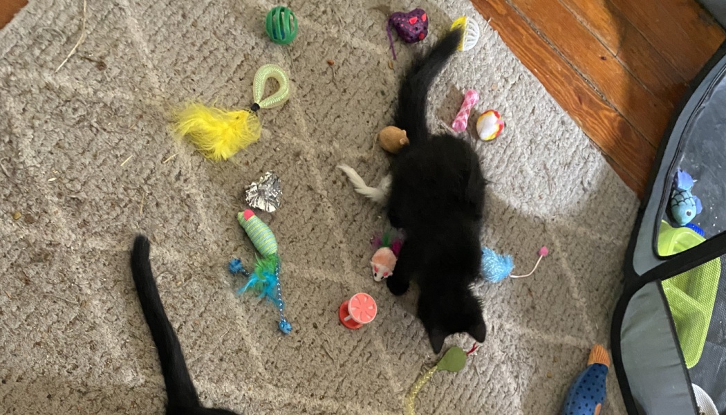 A small black kitten lies surrounded by colorful toys scattered across a beige textured rug.