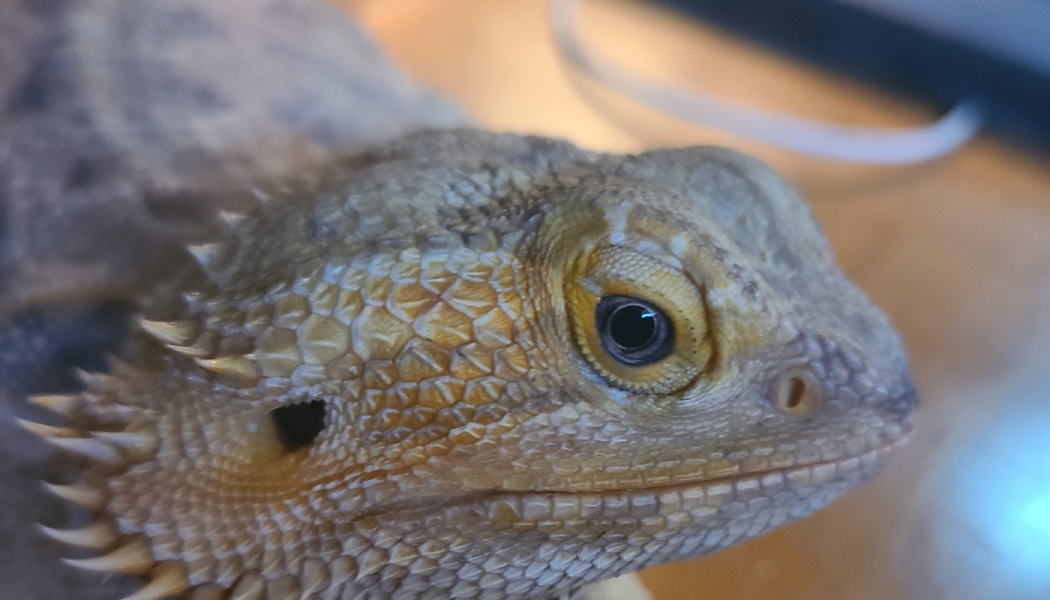 Close-up profile of a bearded dragon showing its detailed scales, spiky facial spines, and dark eye.