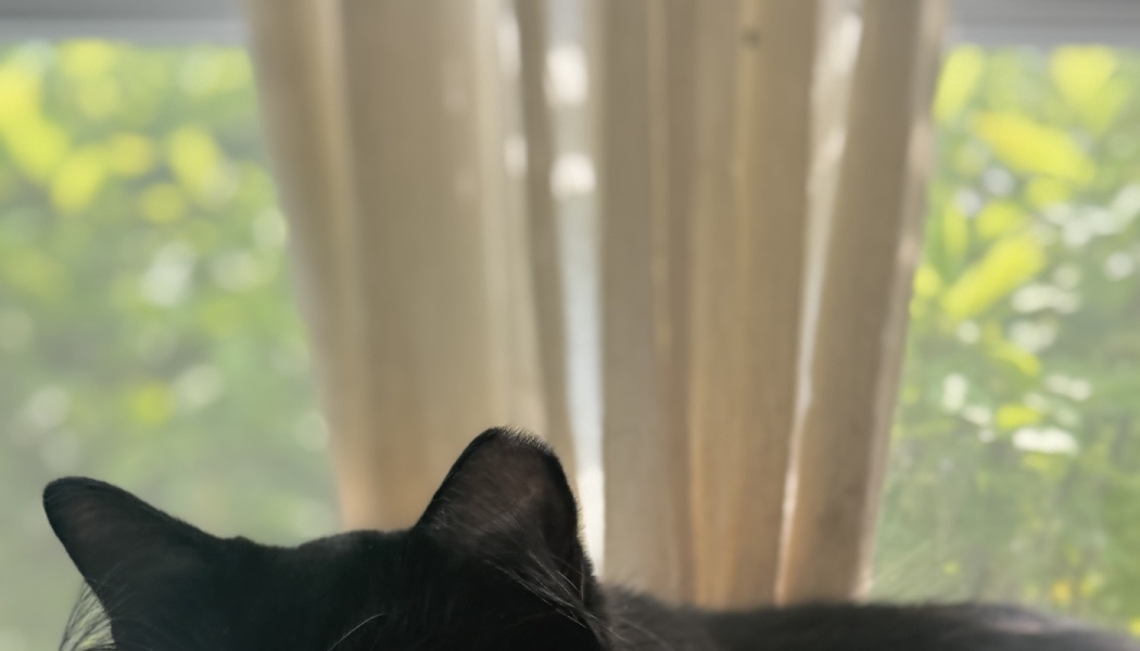 The back of a black cat's head and ears facing a window with sheer curtains and green foliage outside.