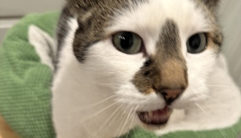 A white and brown cat meowing with its mouth slightly open while resting in a soft green bed.