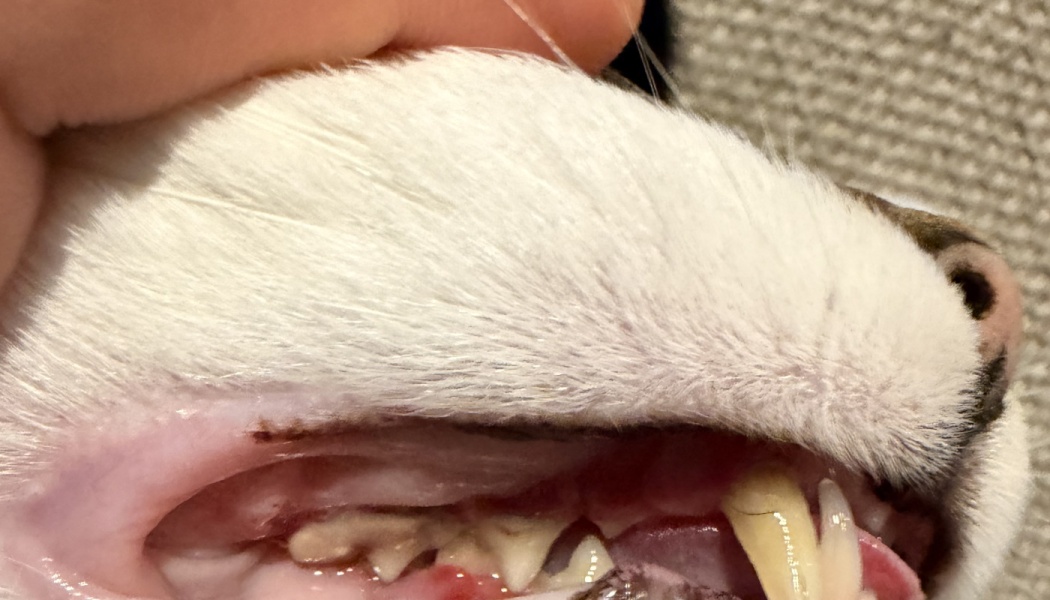 Close-up of a cat's open mouth showing severe tartar buildup, yellowed teeth, and inflamed red gums.
