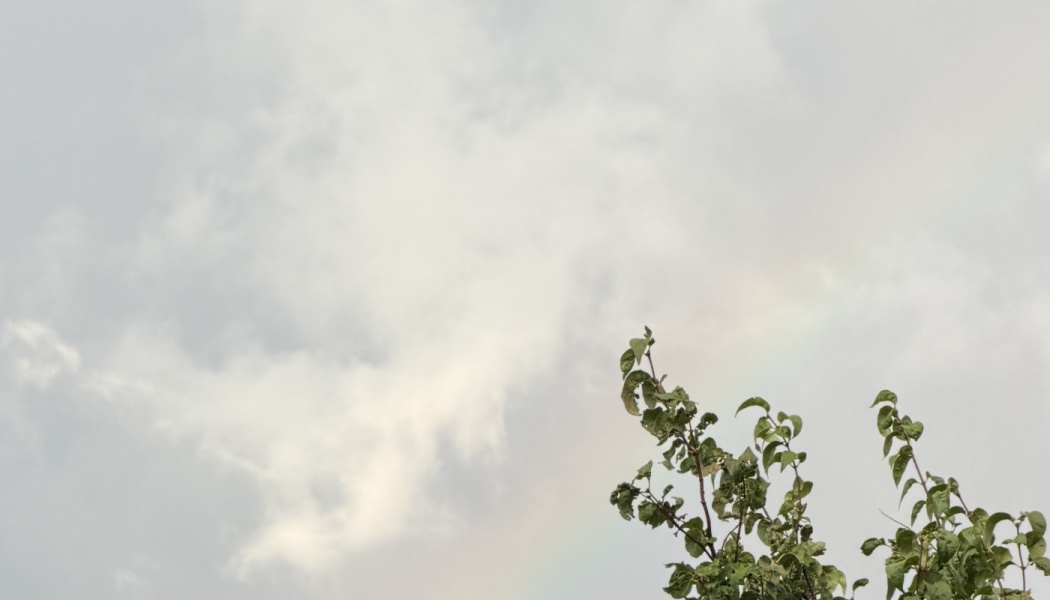 Green leafy tree branches reaching up against a pale, overcast cloudy sky.