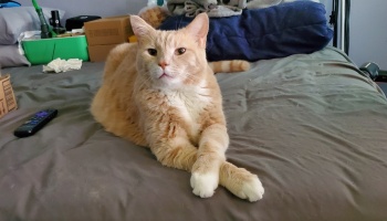 An orange tabby cat lying on a bed with its front paws neatly crossed, looking directly ahead.