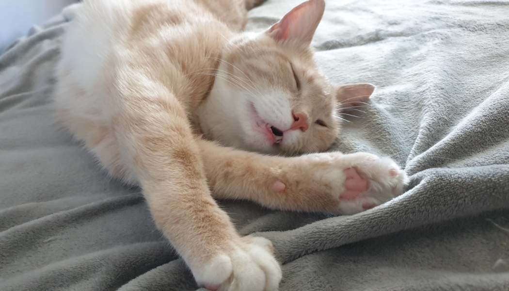 A sleeping ginger cat stretched out on a soft grey blanket with pink paw pads visible.