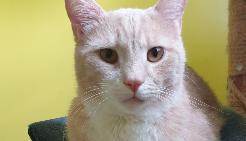 Close-up of a light buff and white cat with amber eyes looking directly forward against a yellow background.