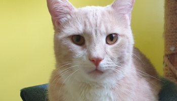 Close-up of a light buff and white cat with amber eyes looking directly forward against a yellow background.