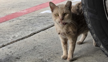 A scruffy stray cat with a mouth injury and tipped ear standing next to a car tire on concrete.