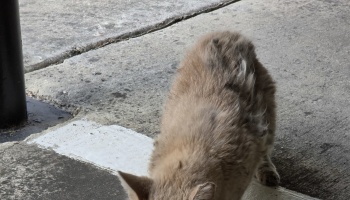 A scruffy, light-brown stray cat with matted fur standing on a concrete sidewalk.