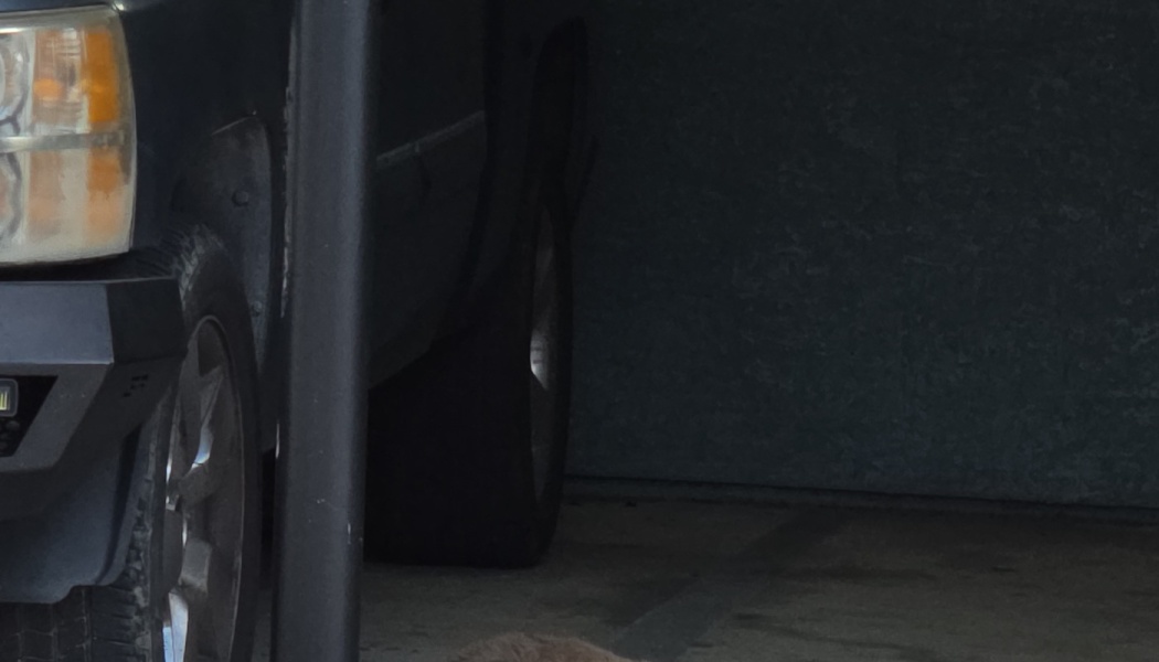 Dark pickup truck parked in a dim garage, with a fluffy light brown dog lying on the floor.